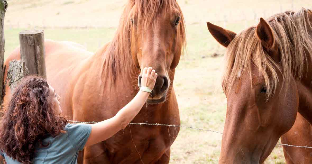 chevaux