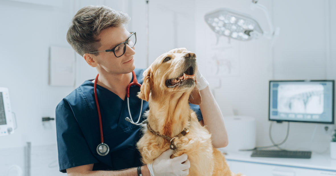 santé de chien